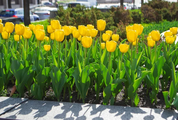 Tulipanes Amarillos Las Calles Ciudad Los Tulipanes Decoran Centro Kiev — Foto de Stock