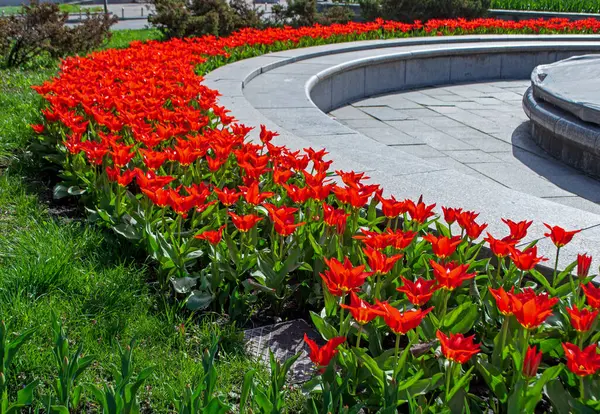 Flor Tulipanes Rojos Las Calles Ciudad Tulipanes Decoraron Centro Kiev — Foto de Stock