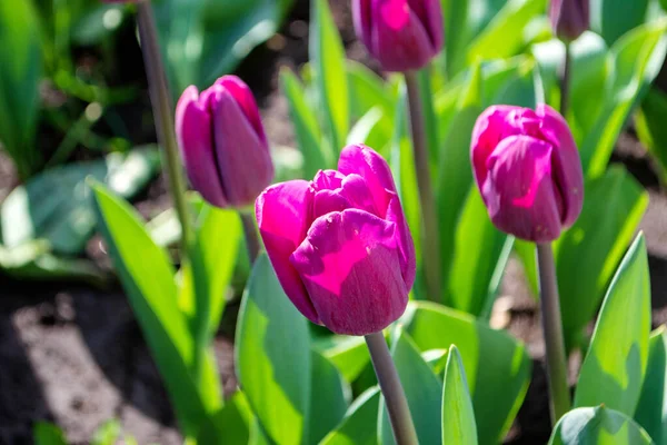 The flowering of tulips in urban gardens and parks is the arrival of spring and heat, it is the awakening of nature.  Purple tulips close up