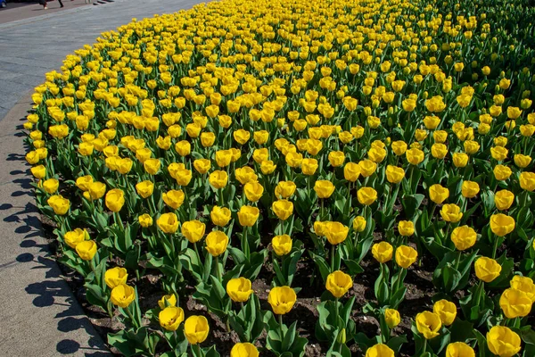 The flowering of tulips in urban gardens and parks is the arrival of spring and heat, it is the awakening of nature