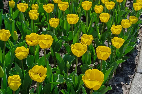 Florecimiento Tulipanes Jardines Parques Urbanos Llegada Primavera Calor Despertar Naturaleza — Foto de Stock