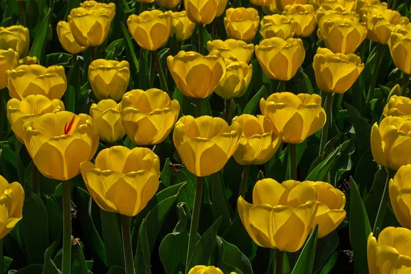 The flowering of tulips in urban gardens and parks is the arrival of spring and heat, it is the awakening of nature. Yellow tulips with petals in close-up sunlight