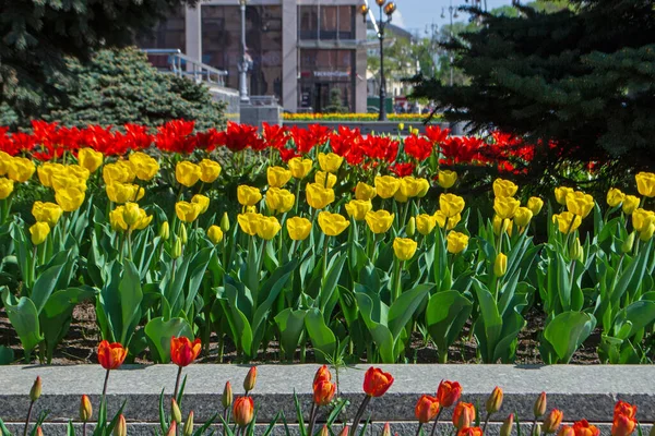 The flowering of tulips in urban gardens and parks is the arrival of spring and heat, it is the awakening of nature