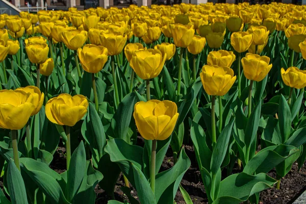 Florecimiento Tulipanes Jardines Parques Urbanos Llegada Primavera Calor Despertar Naturaleza — Foto de Stock