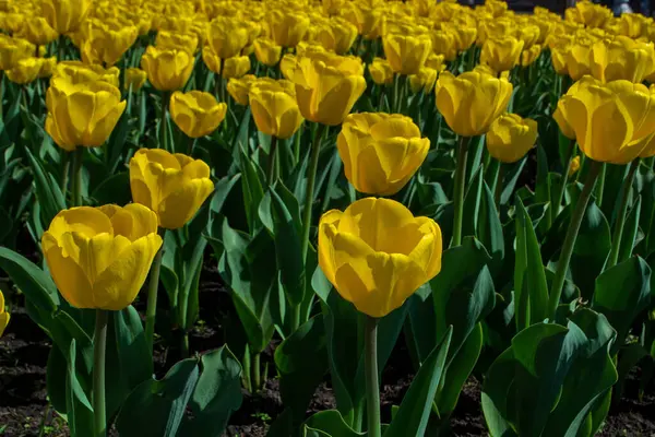 Stock image The flowering of tulips in urban gardens and parks is the arrival of spring and heat, it is the awakening of nature