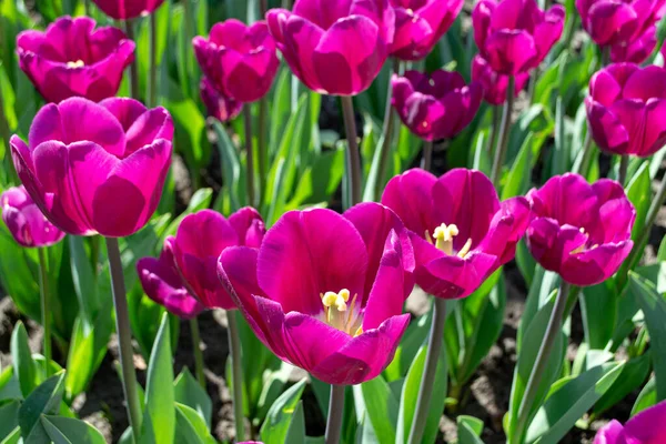 The flowering of tulips in urban gardens and parks is the arrival of spring and heat, it is the awakening of nature.  Purple tulips close-up