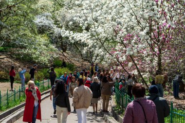Kyiv, Ukrayna, 24 Nisan 2023. Botanik bahçesindeki manolya çiçekleri