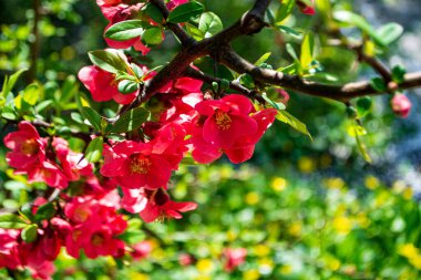 Japon ayva (Henomeles) çiçekleri botanik bahçesinde