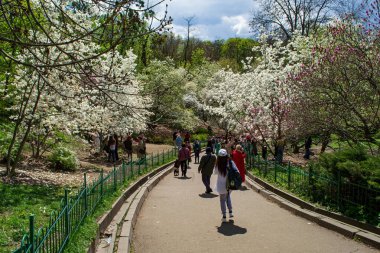 Kyiv, Ukrayna, 24 Nisan 2023. Botanik bahçesindeki manolya çiçekleri