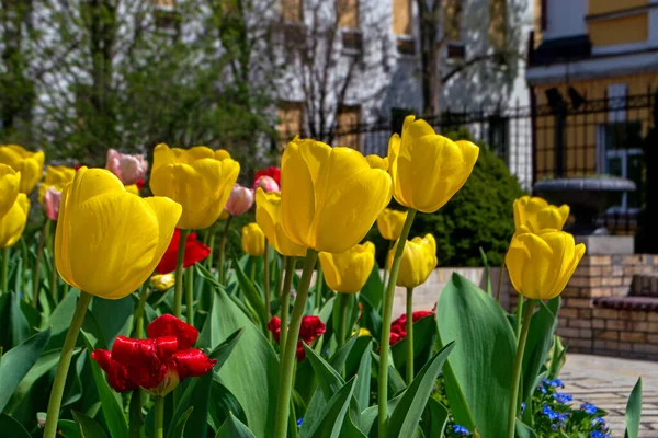 Flowering Tulips Urban Gardens Parks Arrival Spring Heat Awakening Nature — Stock Photo, Image