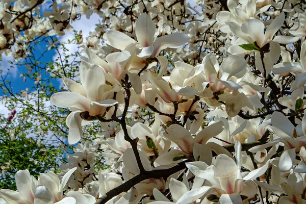 Flowering Magnolia Botanical Garden — Stock Photo, Image