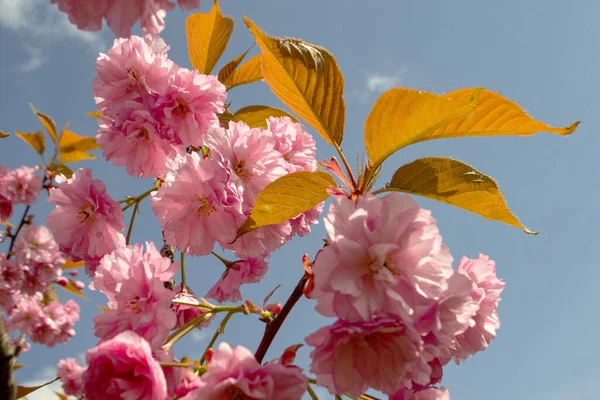 Bahar güneşinin ilk ışıklarında kiraz dalı (sakura) açar.