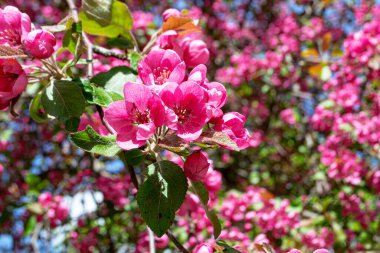 Dekoratif elma ağacı Nisan-Mayıs aylarında mor çiçeklerle açar
