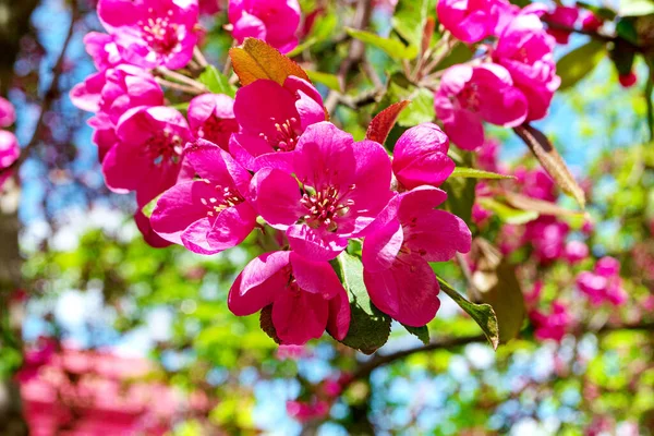 Decorative Apple Tree Blooms April May Purple Flowers — Stock Photo, Image