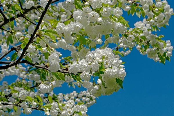 stock image The Japanese sakura just did come in white