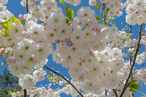Japon sakurası az önce bembeyaz geldi.