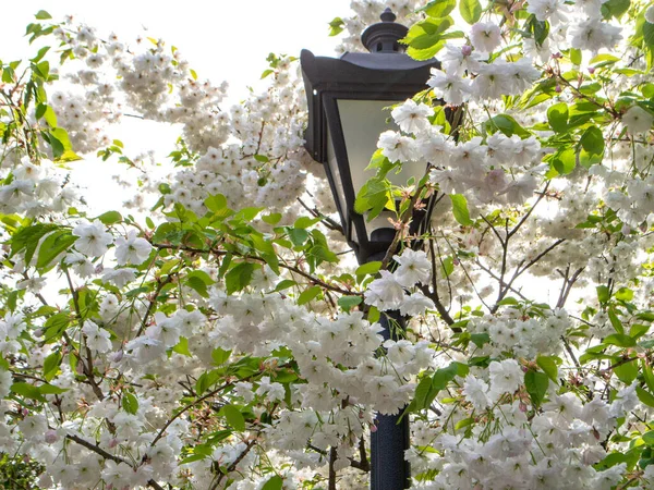 Japanese White Sakura Has Just Blossomed Botanical Garden City Kyiv — Stock Photo, Image