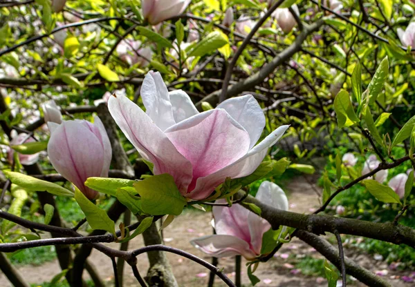 Flowering branch of pink magnolia. Magnolia flowers on a tree close-up