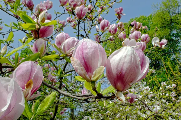 Flowering branch of pink magnolia. Magnolia flowers on a tree close-up against the sky