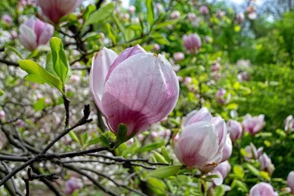 Flowering branch of pink magnolia. Magnolia flowers on a tree close-up