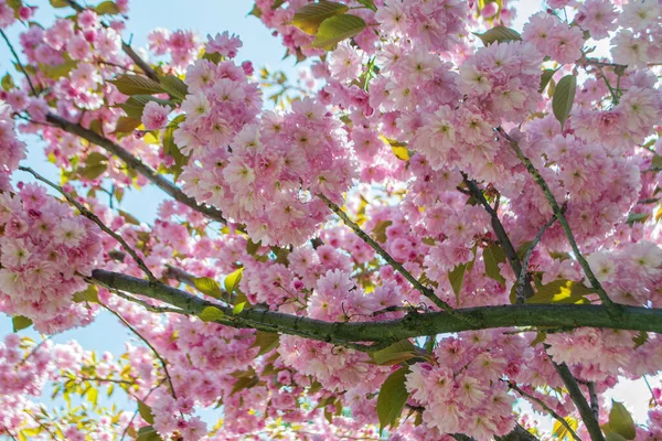 Pembe Japon sakurasının çiçek açan dalı