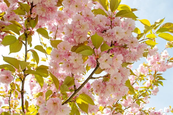 Pembe Japon sakurasının çiçek açan dalı. Pembe taç yaprakları
