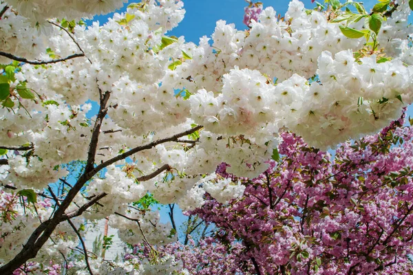 Japon kirazının beyaz ve pembe çiçeklerinin bahar arkaplanı - sakura