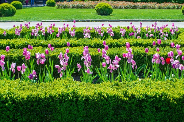 Kesilmiş çalılar ve lale yataklarıyla park alanı. Çitler, yürüyüş yolları, çalılar.