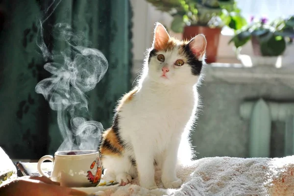 Aile hayvanı sabah, sahiplerinin yatağında kahveyle buluşur. Bir fincan kahve ve kahve ve buhar arayan bir kedi.
