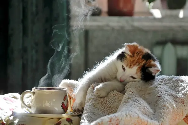 Aile Hayvanı Sabah Sahiplerinin Yatağında Kahveyle Buluşur Bir Fincan Kahve — Stok fotoğraf