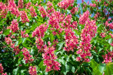 Kırmızı at kestanesi (Aesculus carnea)