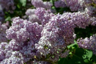 çiçek açan leylaklar arka planı