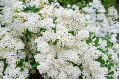 Çiçeklerin doğal beyaz arkaplanı Spirea Vangutta (Spiraea Vanhouttei)