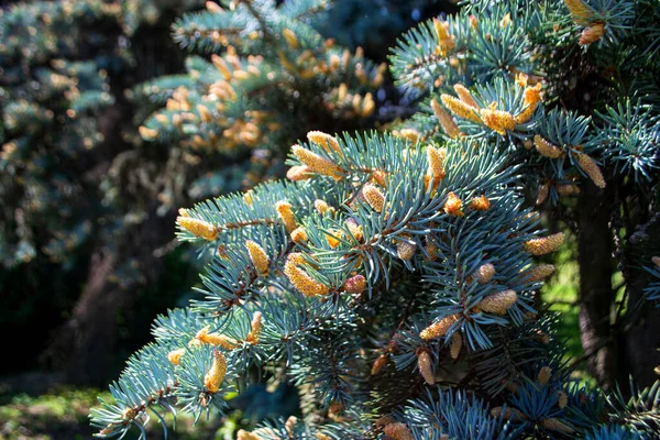 蓝云杉 Picea Pungens 的分枝 有开花的球果 — 图库照片