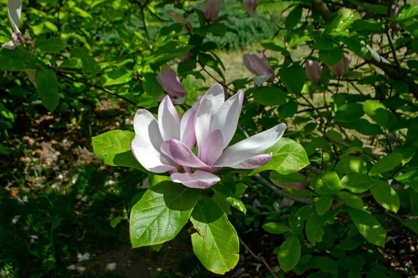 Magnolia Rose Marie Kwiat Gałęzi Zielonymi Liśćmi Zbliżenie — Zdjęcie stockowe
