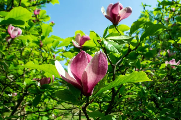 Yeşil yapraklı bir dalda Magnolia Rose Marie çiçeği