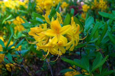 Botanik bahçesindeki çalılar ve sarı rhododendron dalları. Yakın plan.