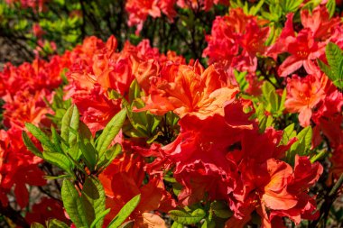 Portakal çiçekli Rhododendron çalısı