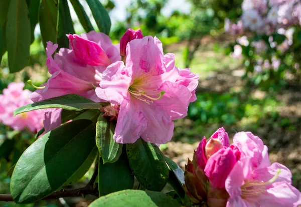 Pembe rhododendron çiçeği. Yaklaş.