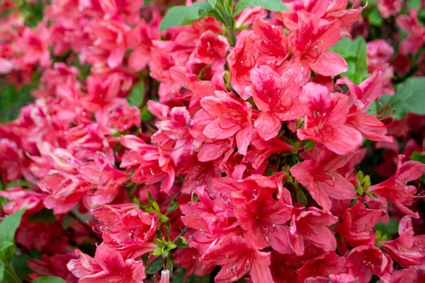 pembe çiçekli ormangülü bush