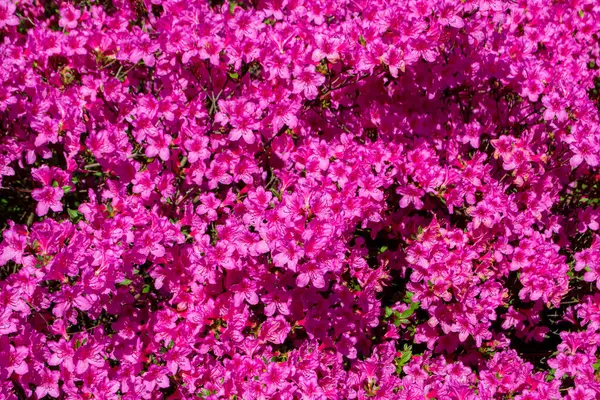 Természetes Háttérben Virágok Rózsaszín Rhododendron — Stock Fotó