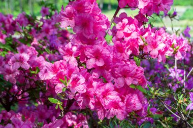 Bir dal pembe çiçekli rododendron.