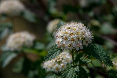 Beyaz Physocarpus opulifolius çiçekleri.