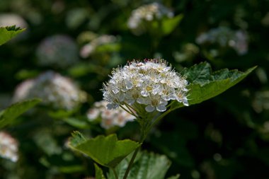 Beyaz Physocarpus opulifolius çiçekleri.
