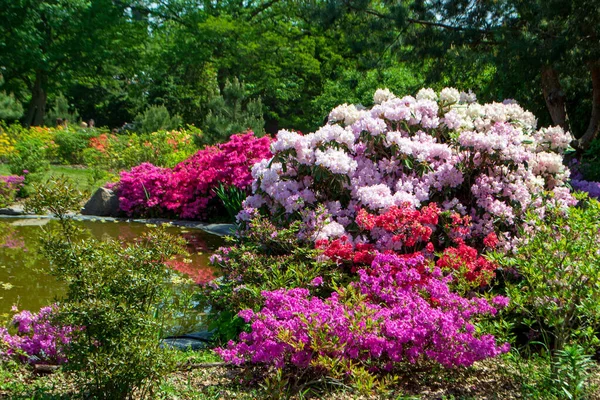 Botanik bahçesindeki göletin yakınındaki Rhododendron çalıları