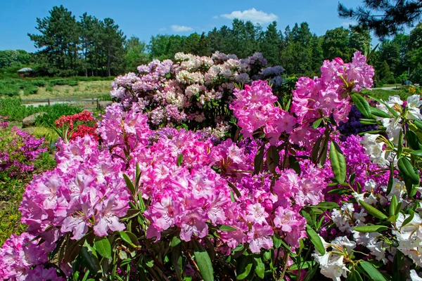 Rododendron Bokrok Botanikus Kertben — Stock Fotó