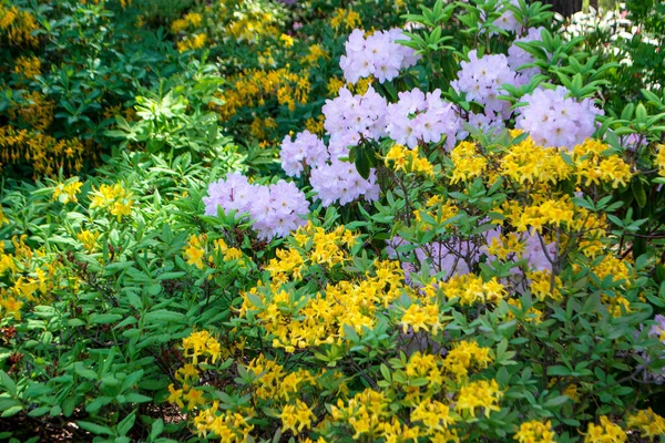Βούρτσες Ροδοδενδρονίων Λευκά Και Κίτρινα Άνθη Βοτανικό Κήπο — Φωτογραφία Αρχείου