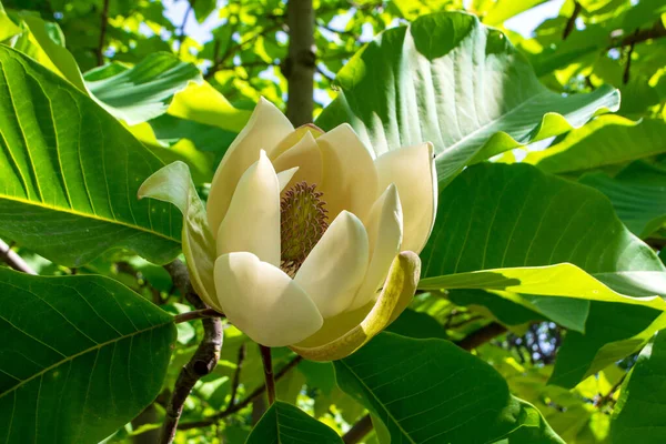 Magnolia Obovate Zweig Mit Grünen Blättern Und Blüte — Stockfoto