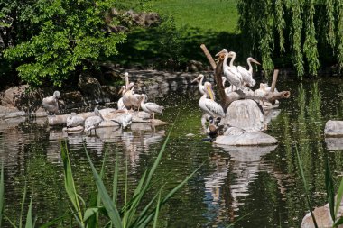 Şehir hayvanat bahçesindeki bir gölde dinlenen bir pelikan sürüsü.