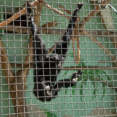 Esaret altındaki hayvanlar. Hayvanların korunması için fotoğraf. Siamang Gibbon parmaklıklar arkasında bir kafeste